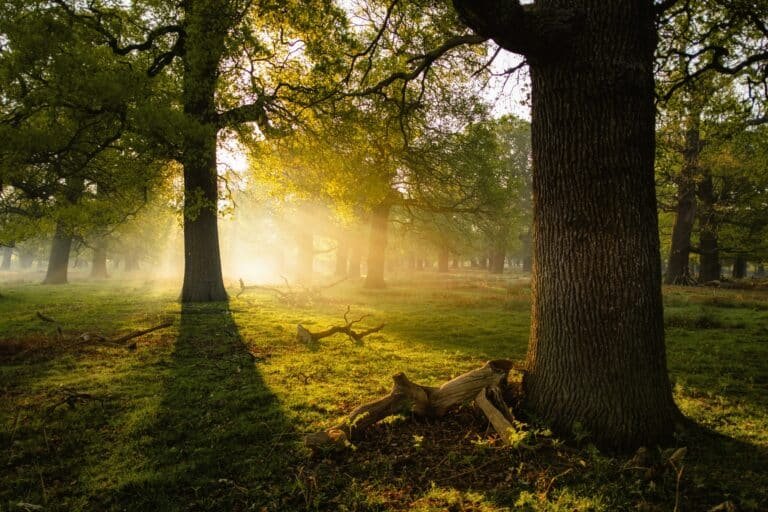 Arbres dans une forêt